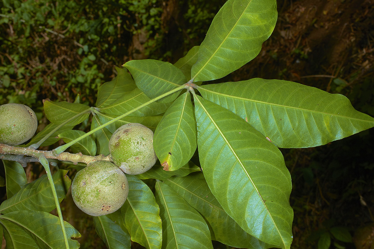Rutaceae Casimiroa dura