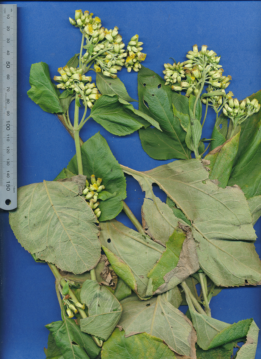 Asteraceae Schistocarpha eupatorioides