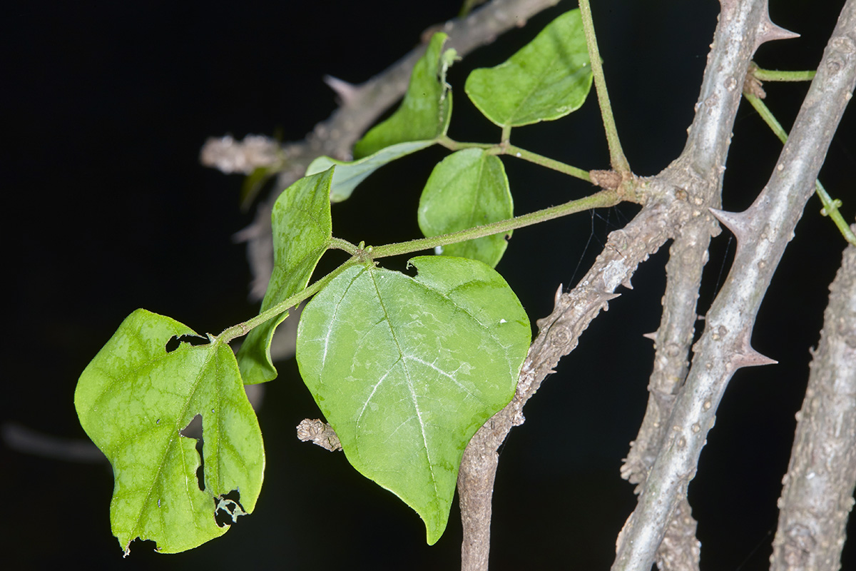 Fabaceae Erythrina lysistemon