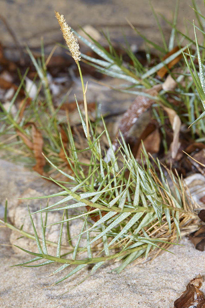 Poaceae Sporobolus virginicus