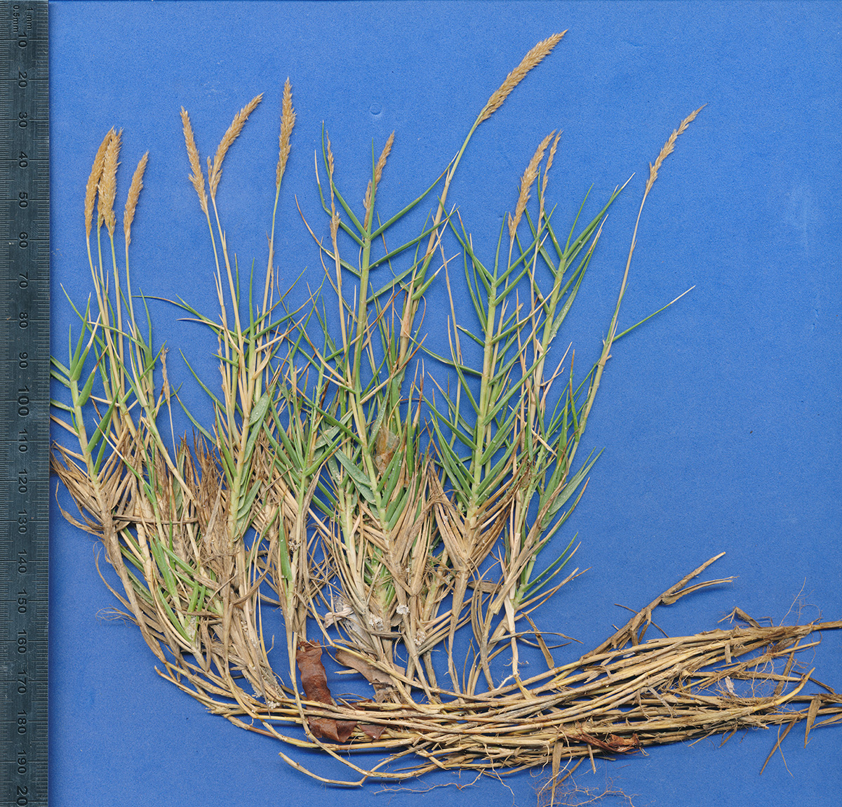 Poaceae Sporobolus virginicus