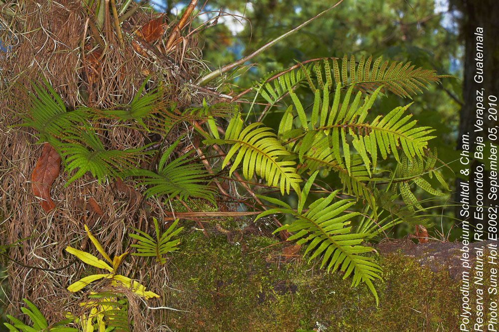 Polypodiaceae Pleopeltis plebeium