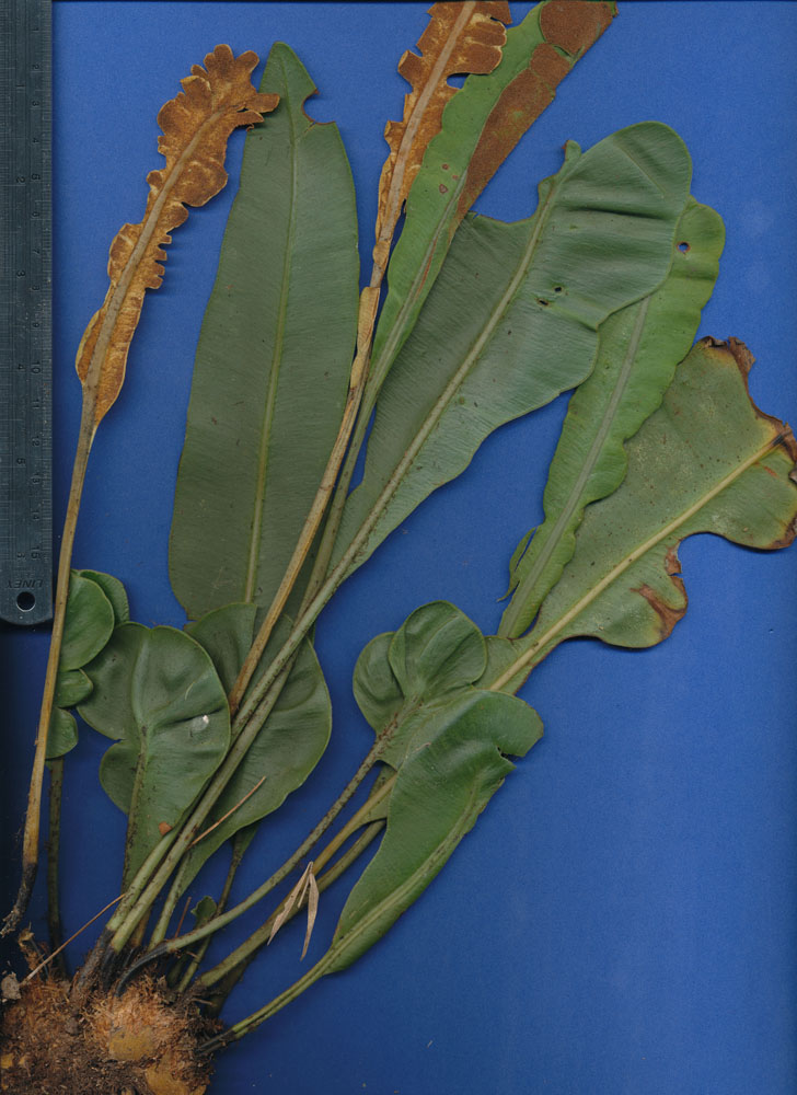 Dryopteridaceae Elaphoglossum latifolium 