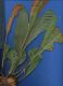 image of Elaphoglossum latifolium 