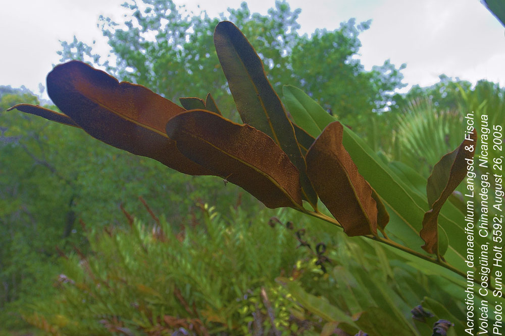 Pteridaceae Acrostichum danaeifolium