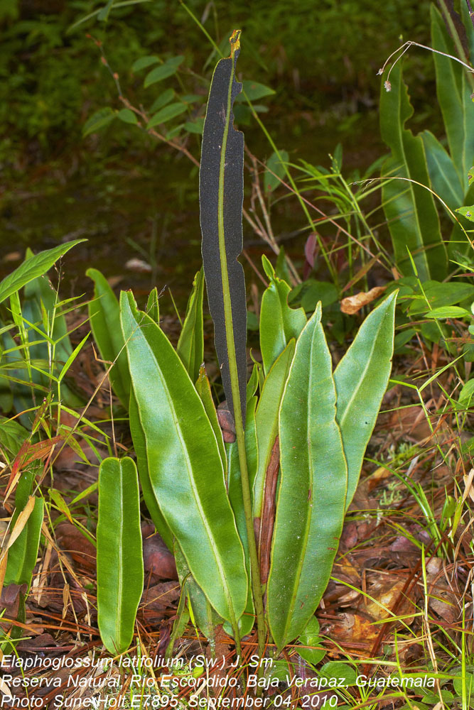 Dryopteridaceae Elaphoglossum latifolium
