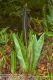 image of Elaphoglossum latifolium