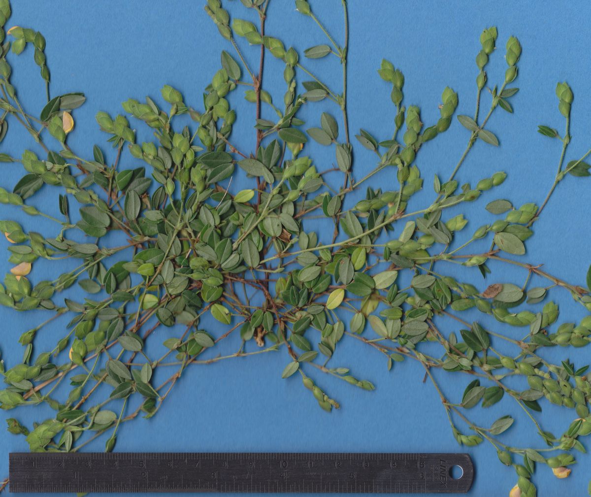 Fabaceae Zornia reticulata
