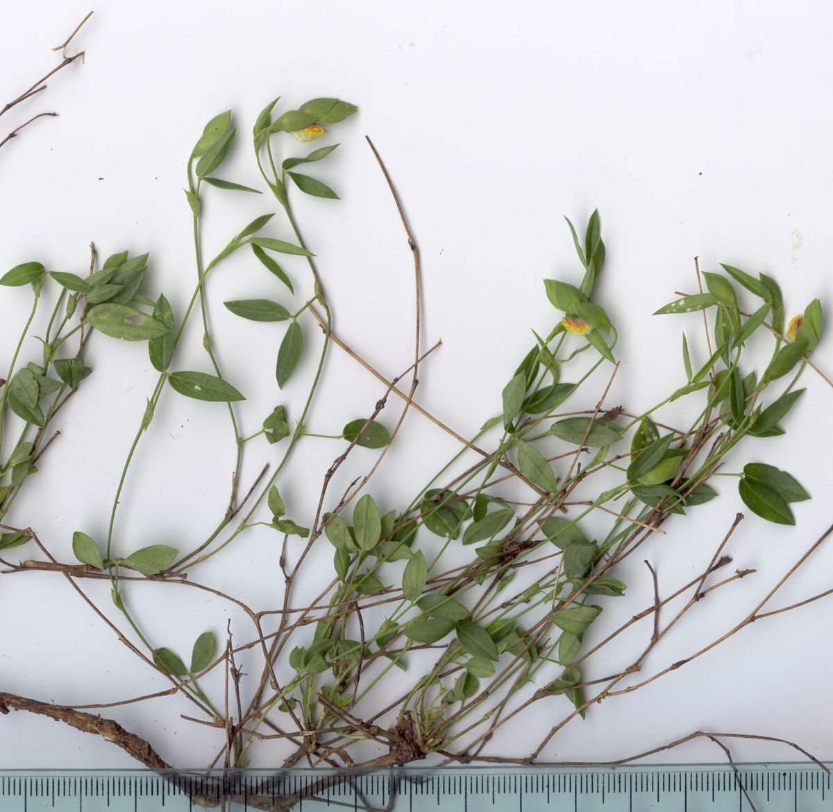 Fabaceae Zornia thymifolia