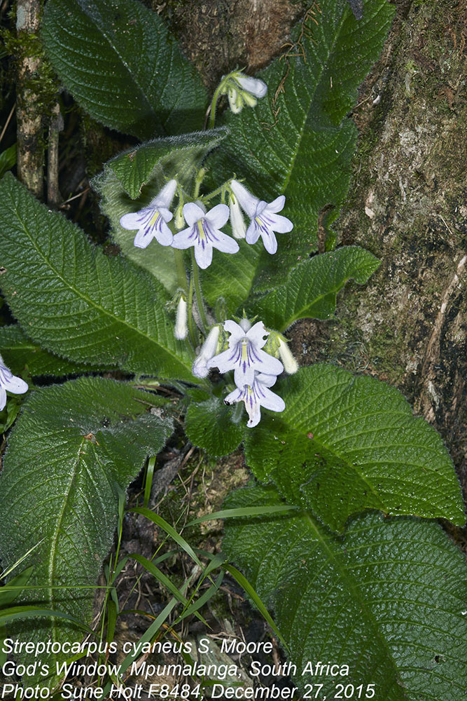 Gesneriaceae Streptocarpus cyaneus