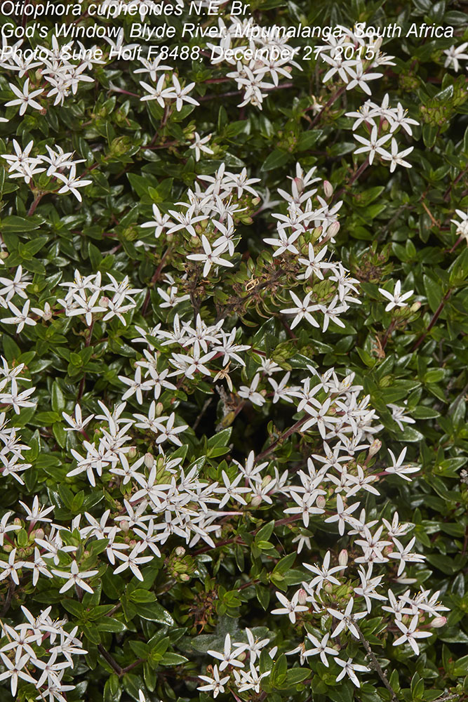Rubiaceae Otiophora cupheoides