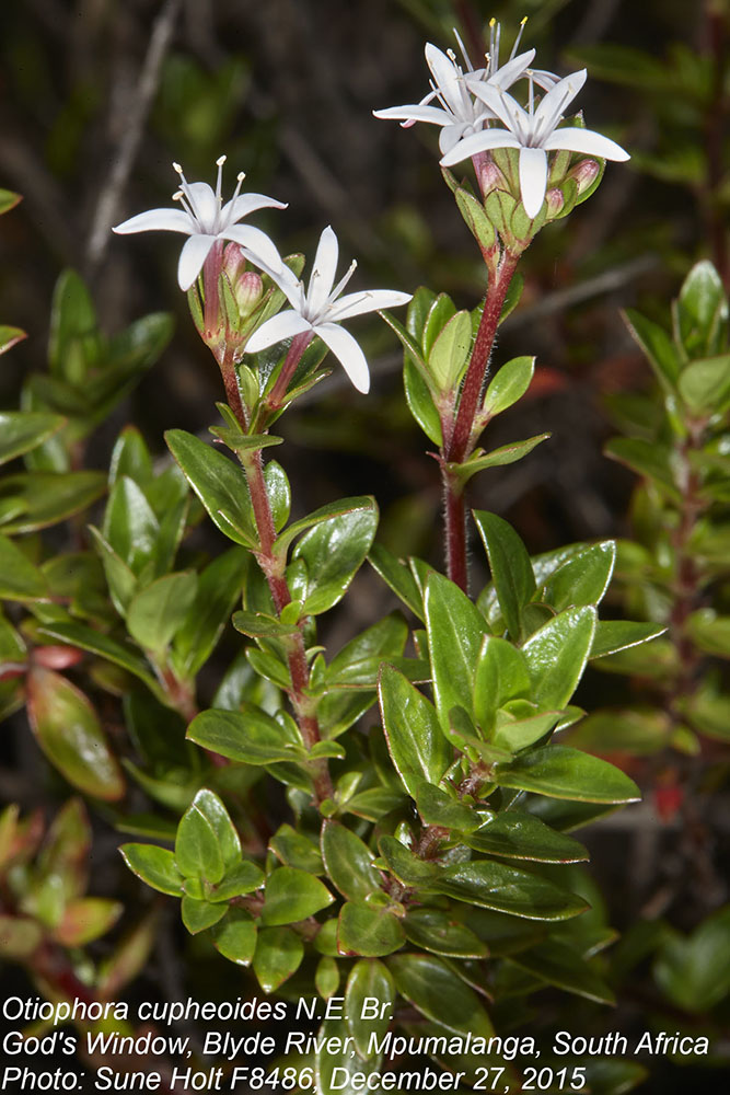 Rubiaceae Otiophora cupheoides