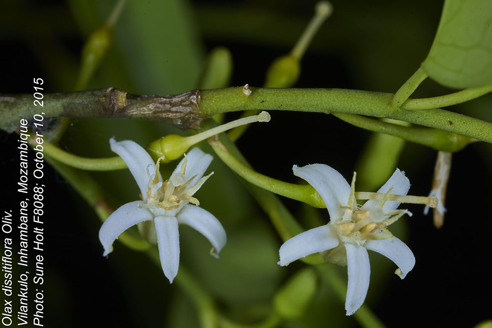 Olacaceae Olax dissitiflora