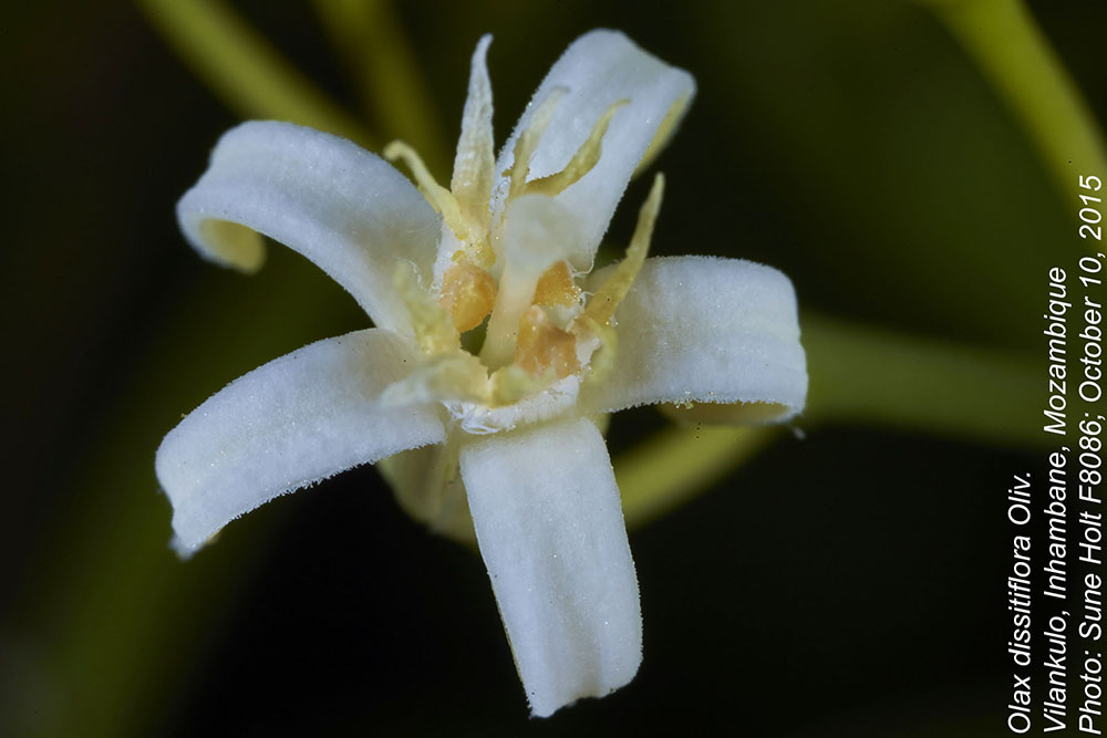 Olacaceae Olax dissitiflora
