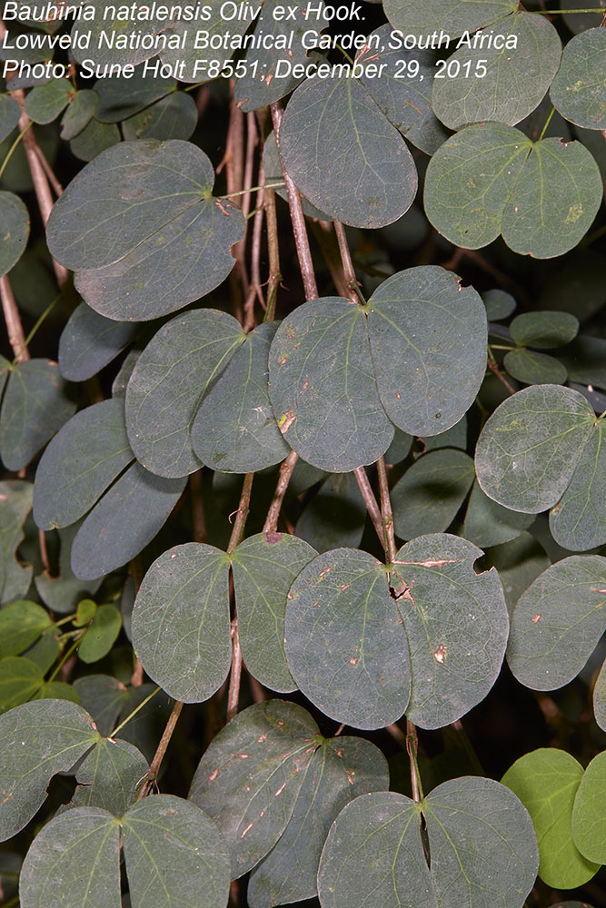 Fabaceae Bauhinia natalensis