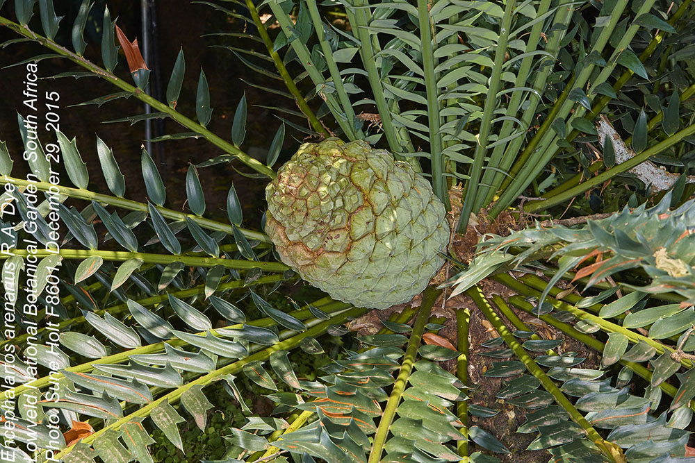 Zamiaceae Encephalartos arenarius