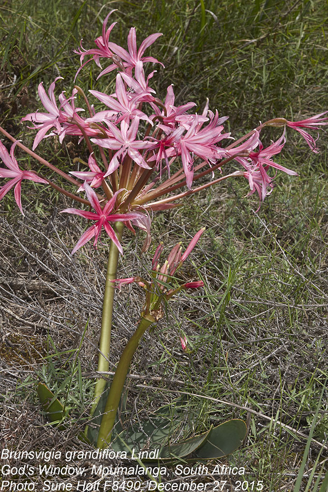 Amaryllidaceae Brunsvigia grandiflora