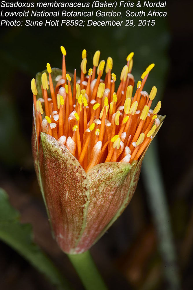 Amaryllidaceae Scadoxus membranaceus