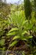 image of Phlebodium pseudoaureum