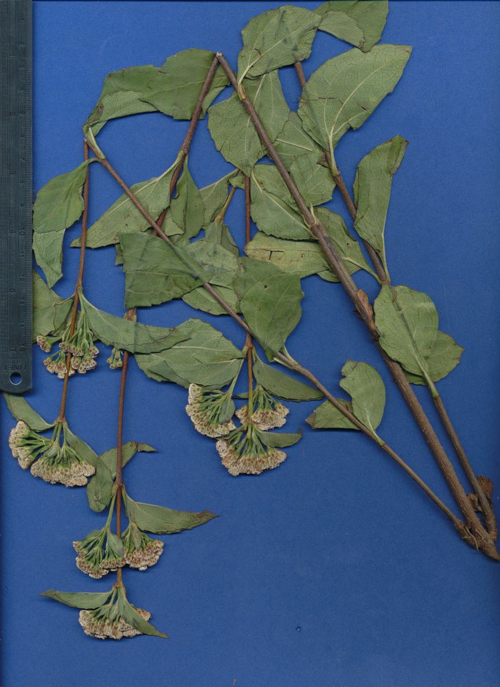 Asteraceae Salmea orthocephala