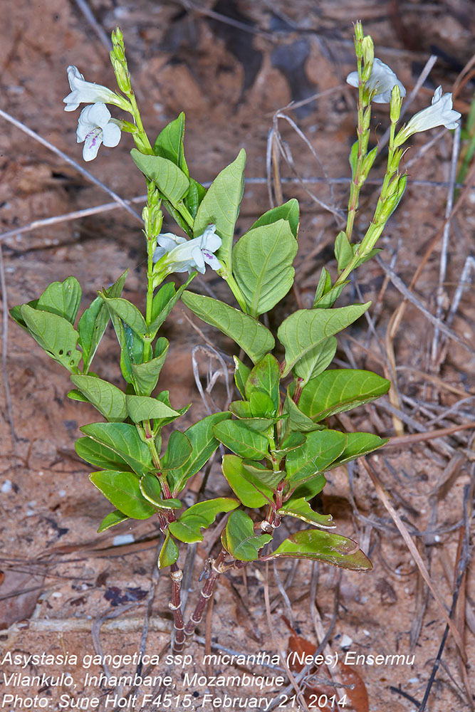 Acanthaceae Asystasia gangetica