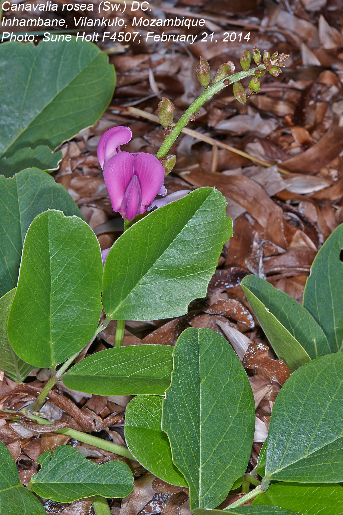 Fabaceae Canavalia rosea