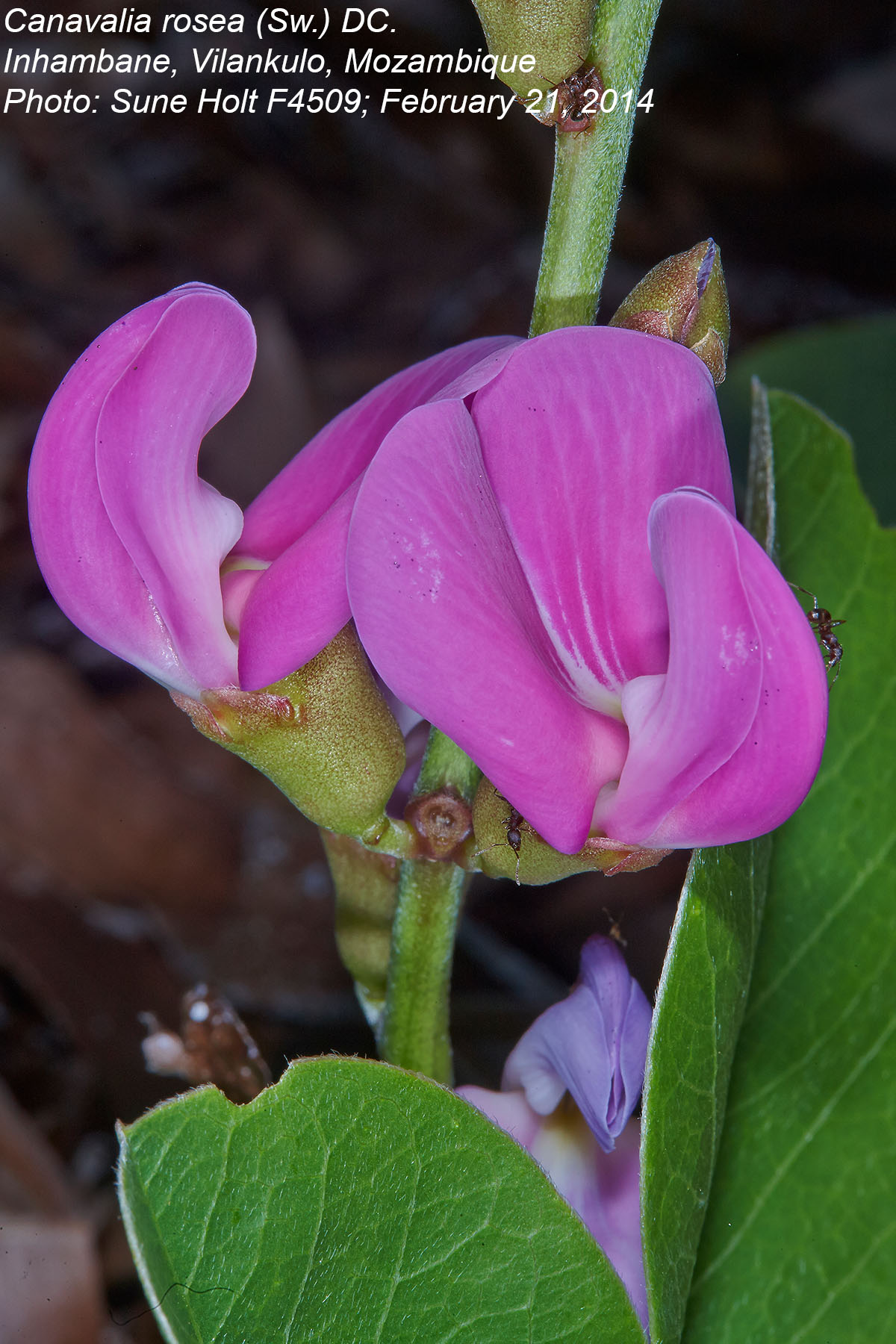 Fabaceae Canavalia rosea