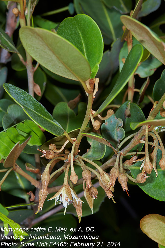 Sapotaceae Mimusops caffra