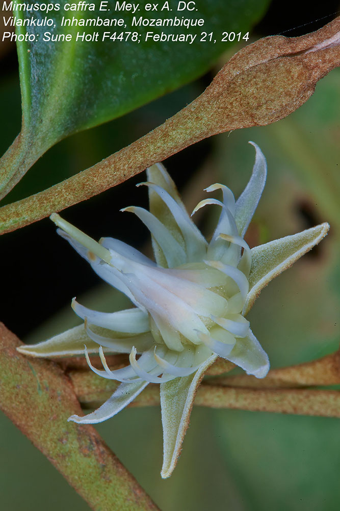 Sapotaceae Mimusops caffra