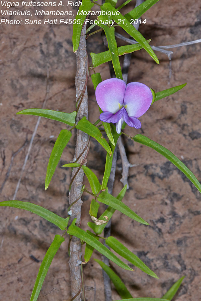 Fabaceae Vigna frutescens
