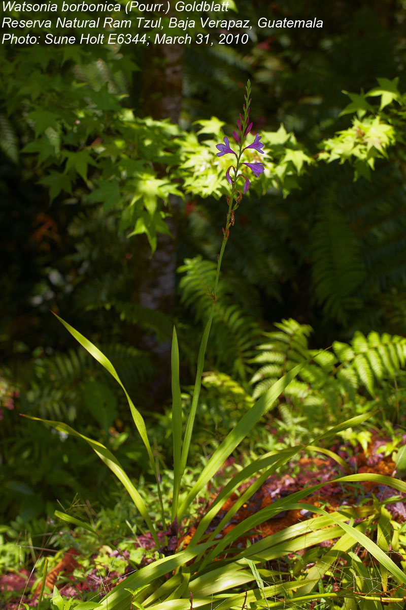 Iridaceae Watsonia borbonica