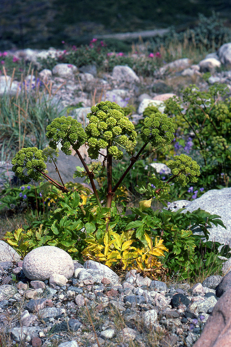 Apiaceae Angelica archangelica