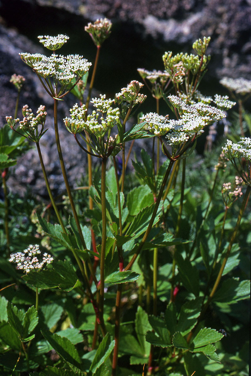 Apiaceae Ligusticum scoticum