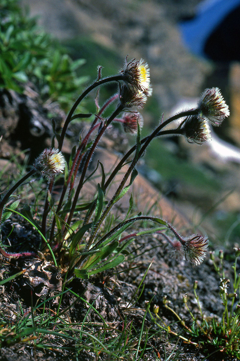 Asteraceae Erigeron uniflorus