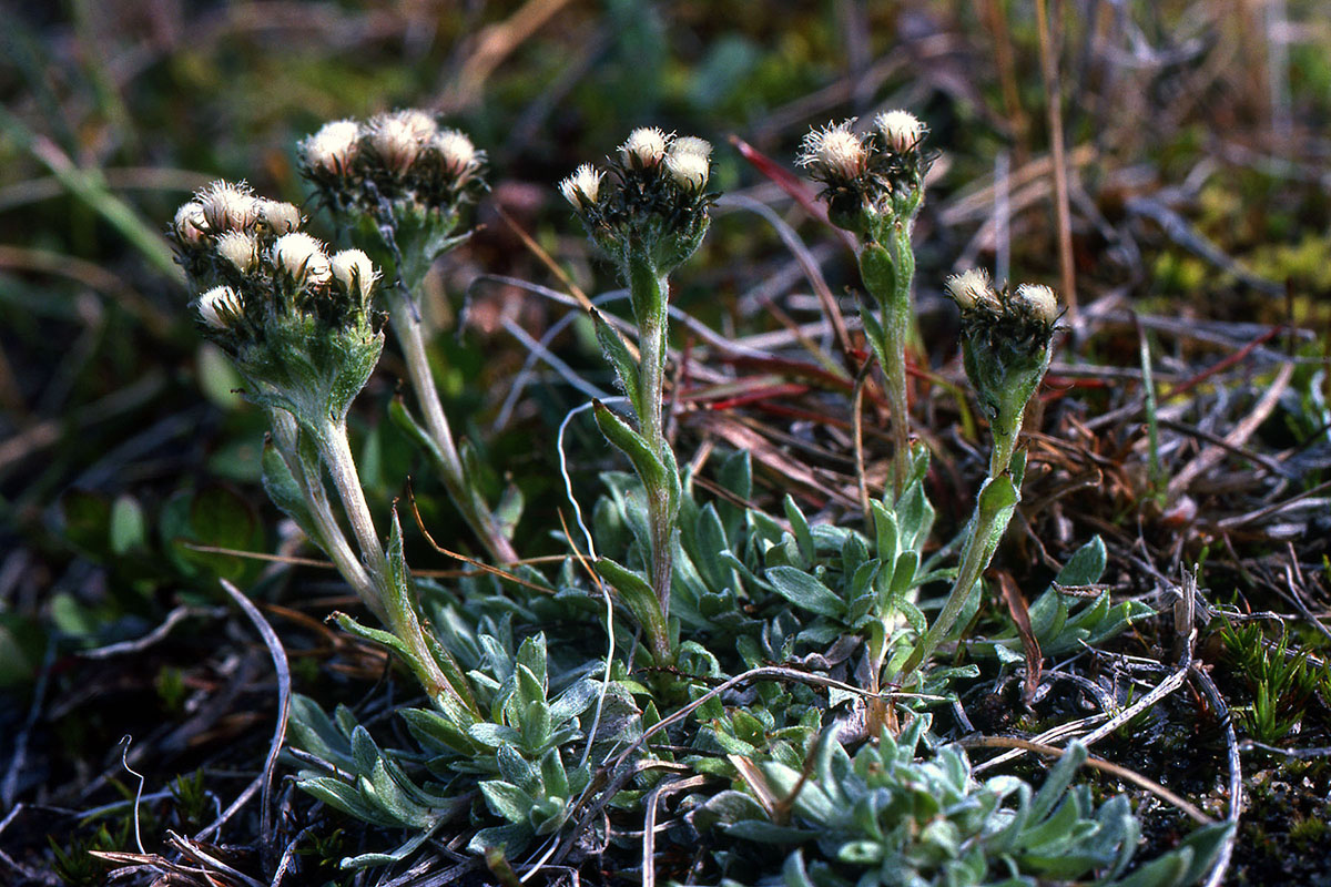 Asteraceae Antennaria friesiana