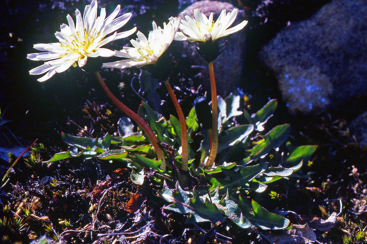 Asteraceae Taraxacum arcticum