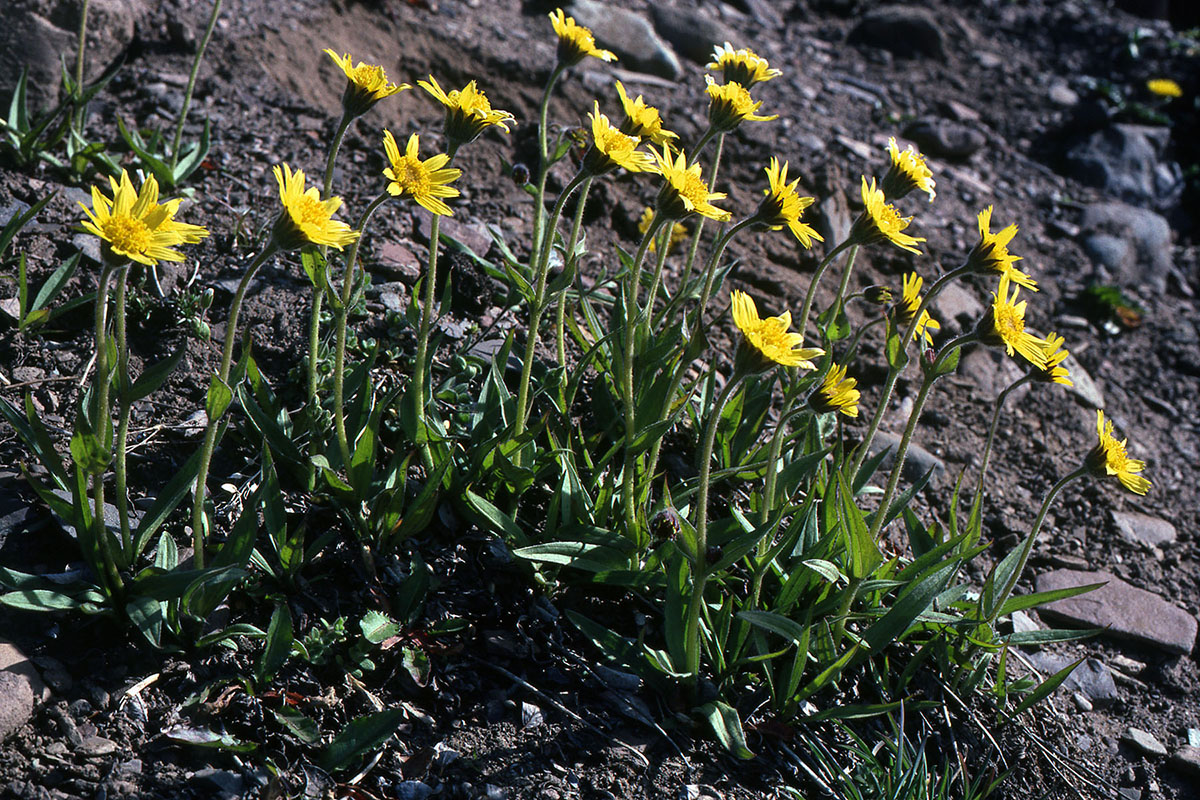 Asteraceae Arnica angustifolia