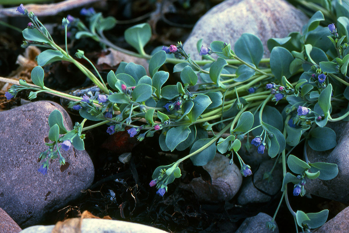 Boraginaceae Mertensia maritima