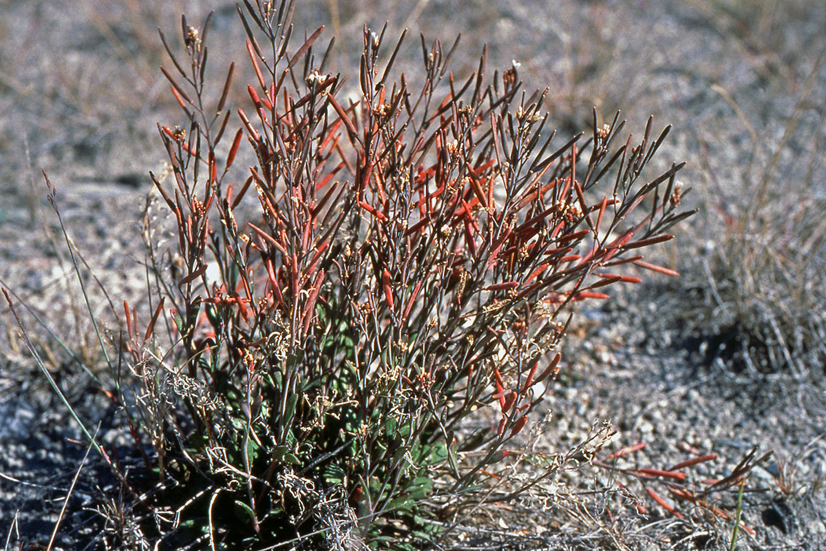 Brassicaceae Arabidopsis arenicola