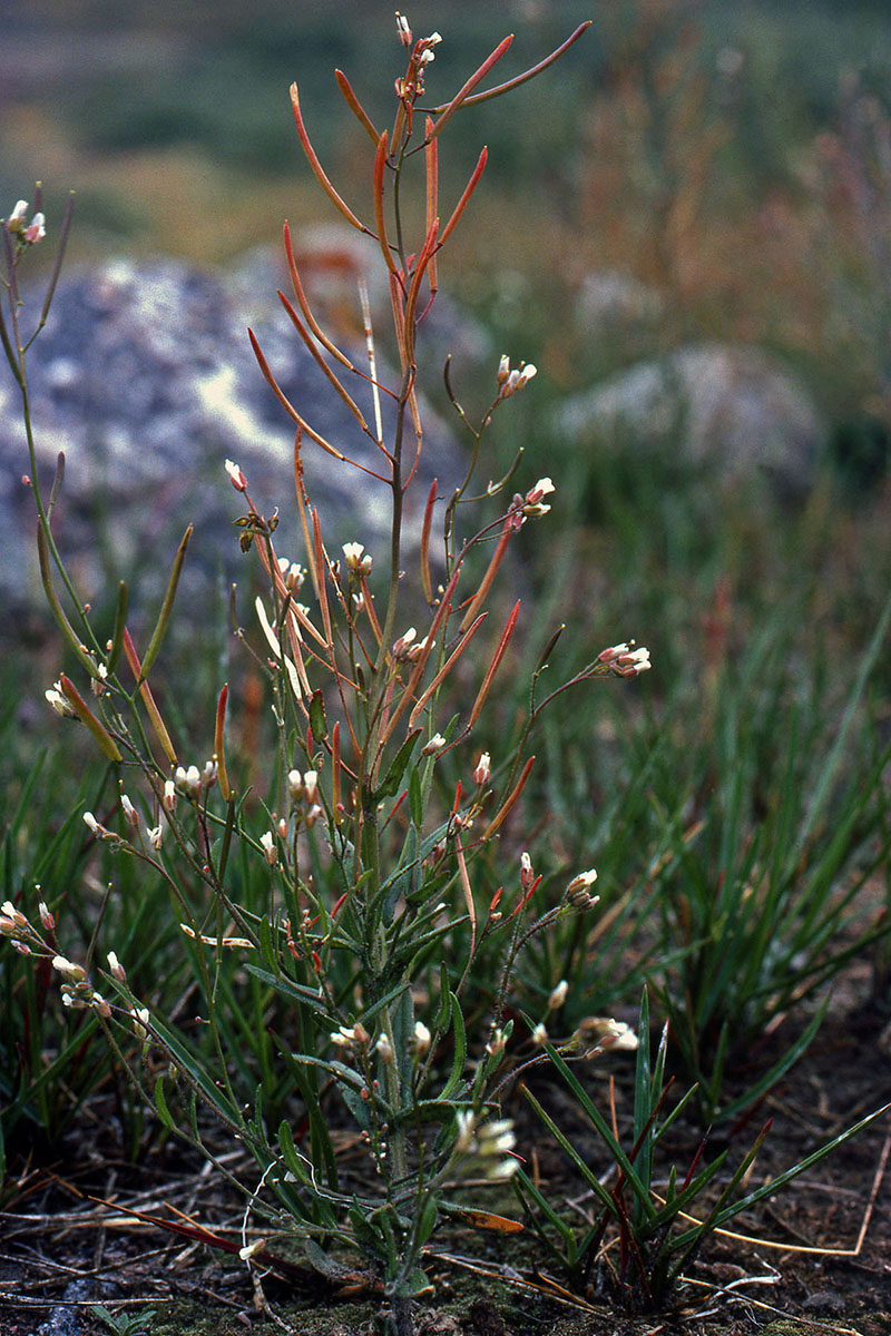 Brassicaceae Crucihimalaya bursifolia