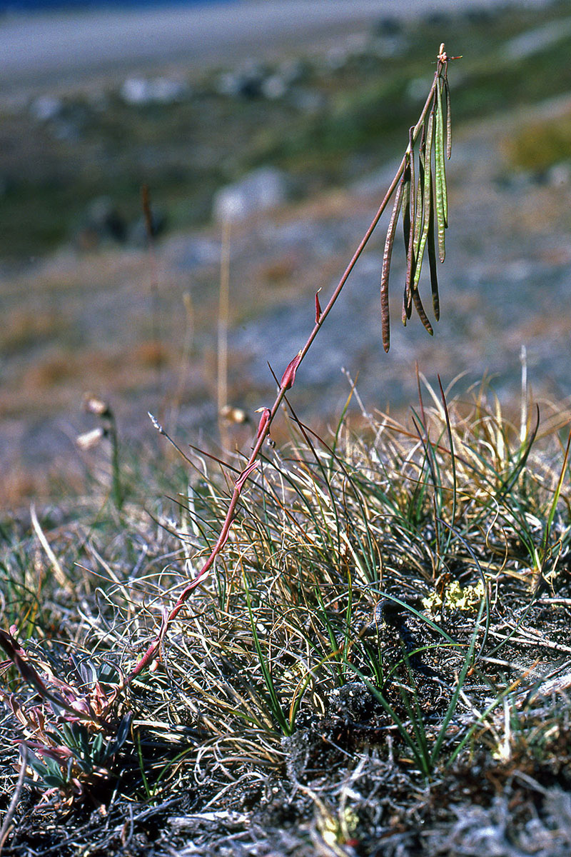 Brassicaceae Boechera holboellii