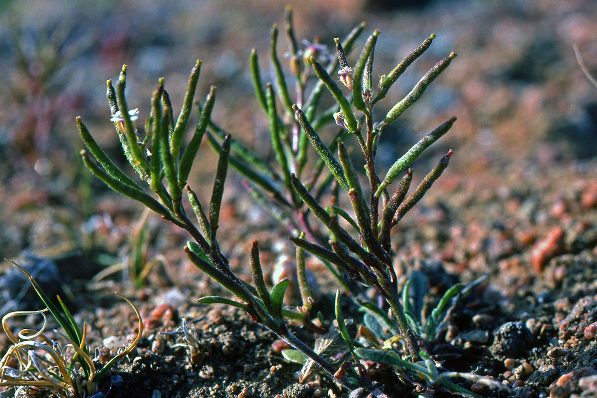 Brassicaceae Braya humilis