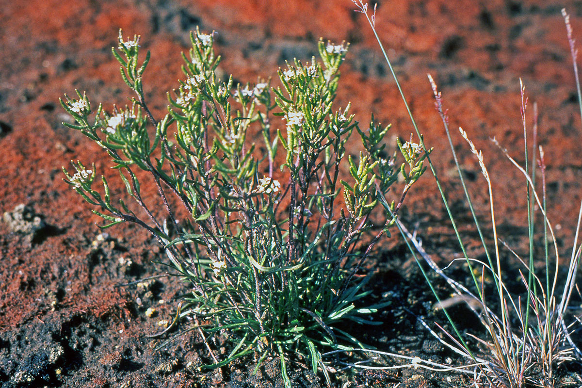 Brassicaceae Braya linearis