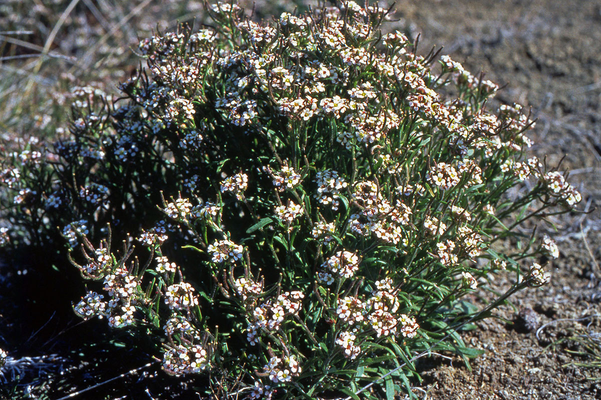 Brassicaceae Braya novae-angliae