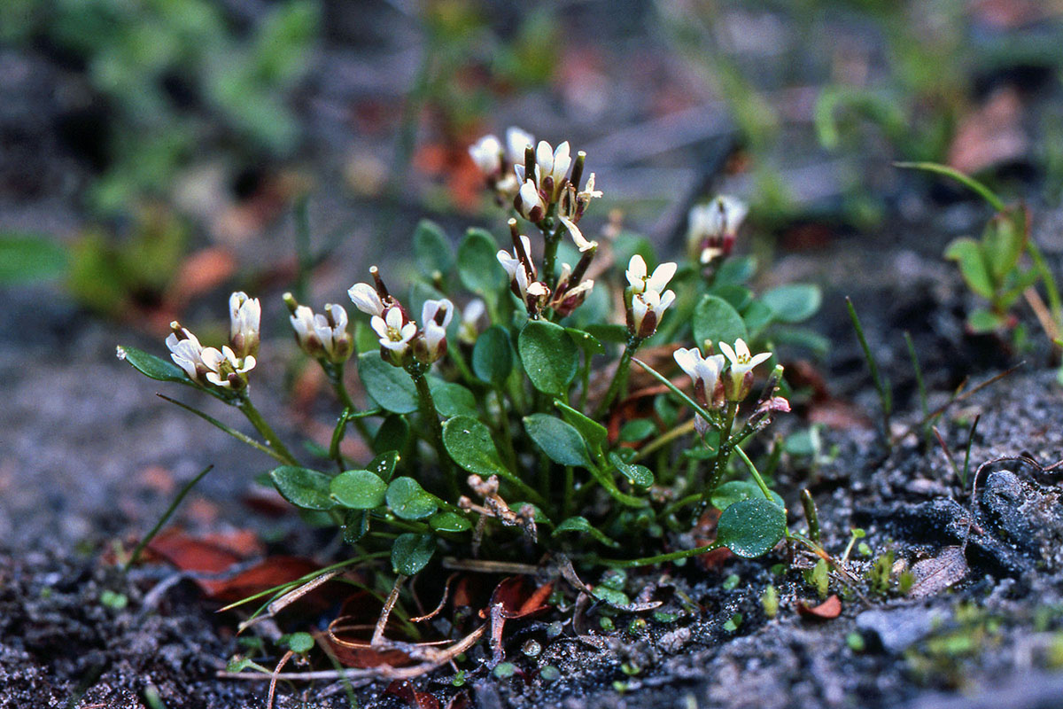 Brassicaceae Cardamine bellidifolia
