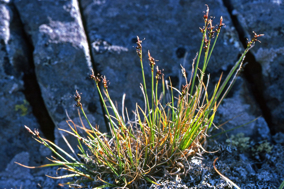 Cyperaceae Carex glacialis