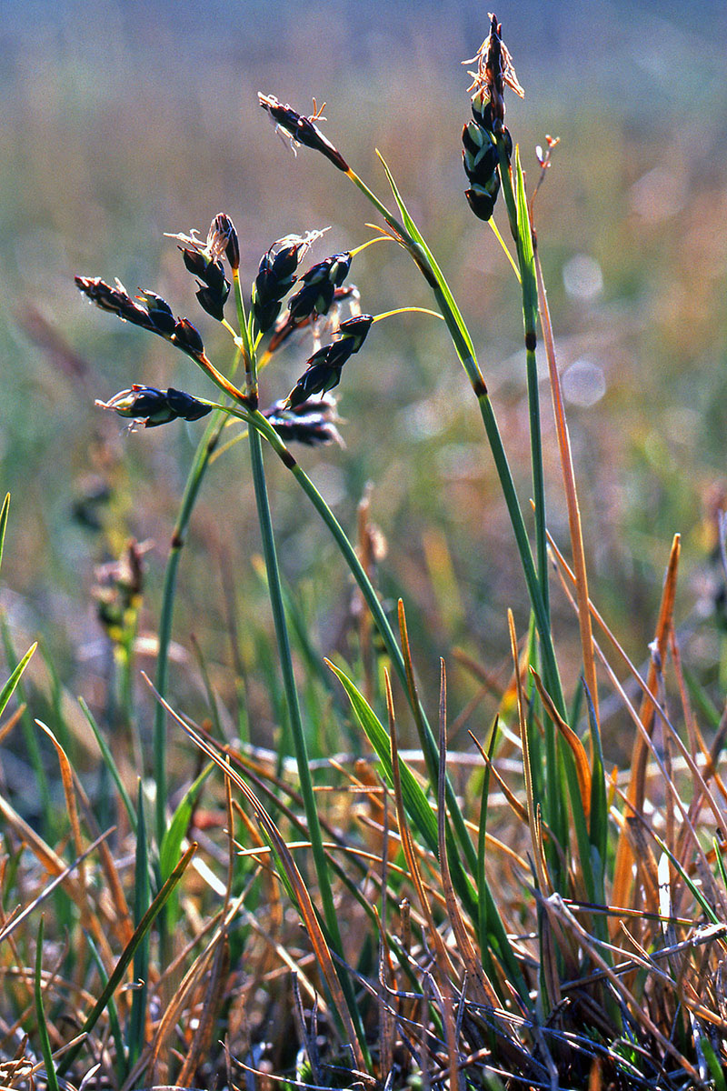 Cyperaceae Carex rariflora