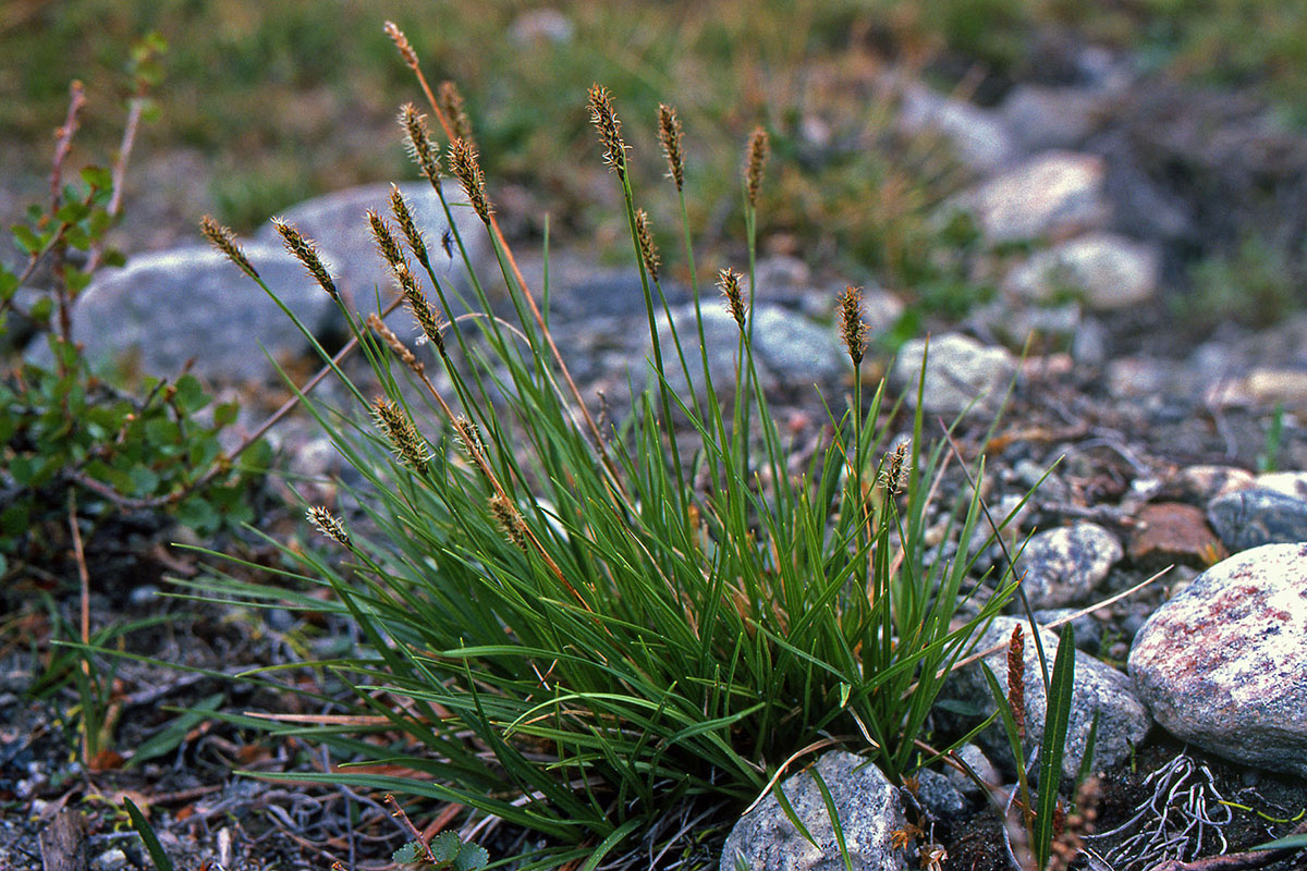 Cyperaceae Carex scirpoidea