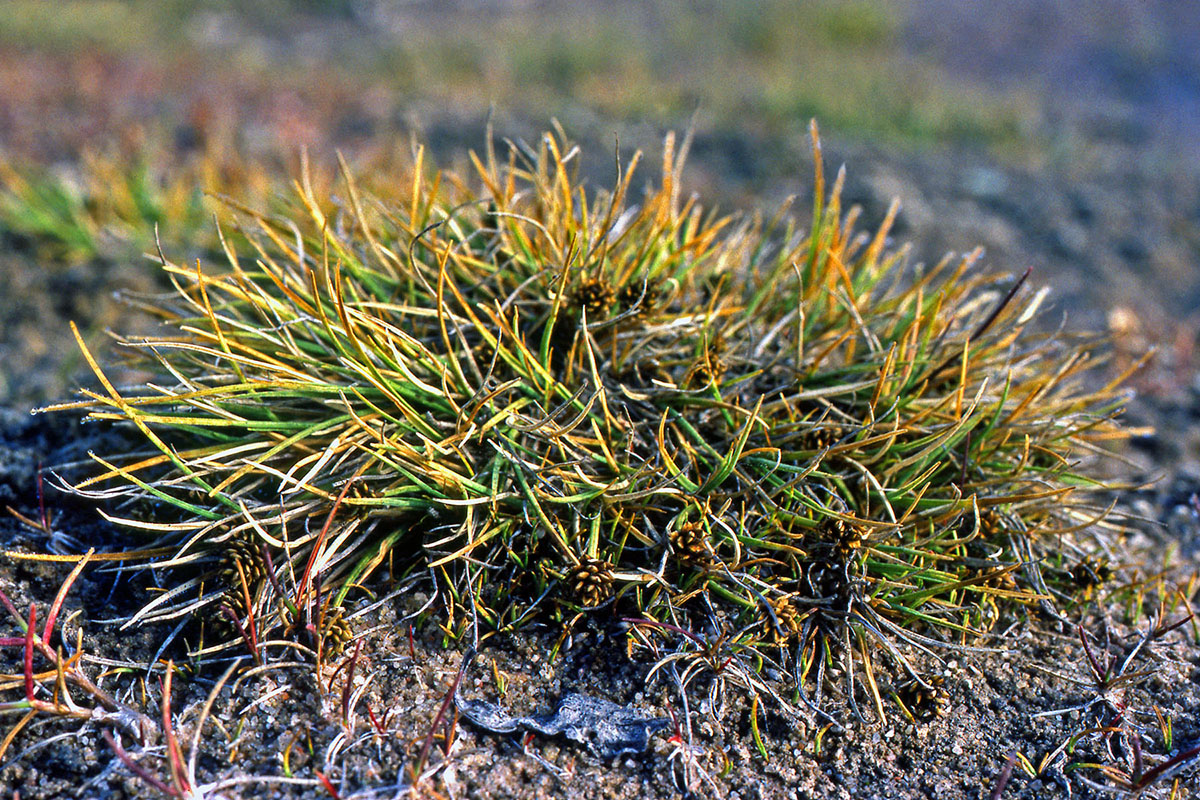 Cyperaceae Carex ursina