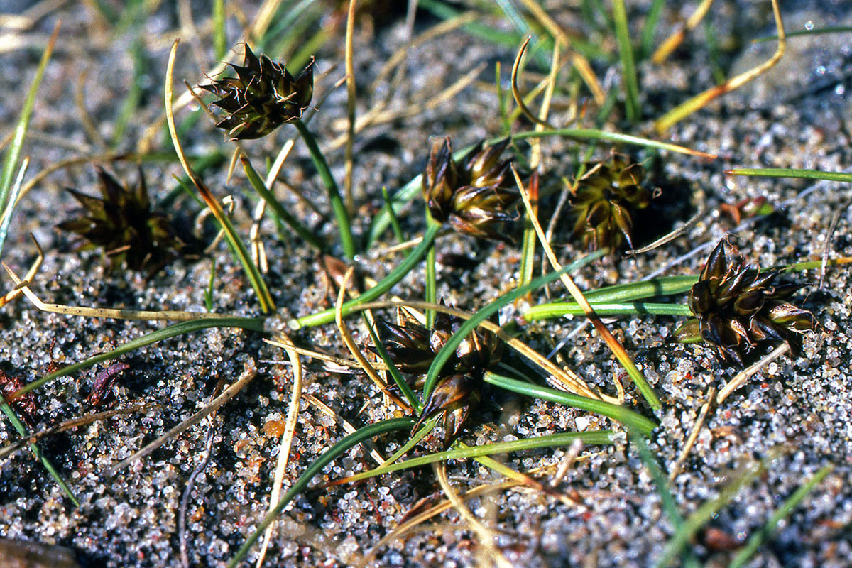 Cyperaceae Carex maritima